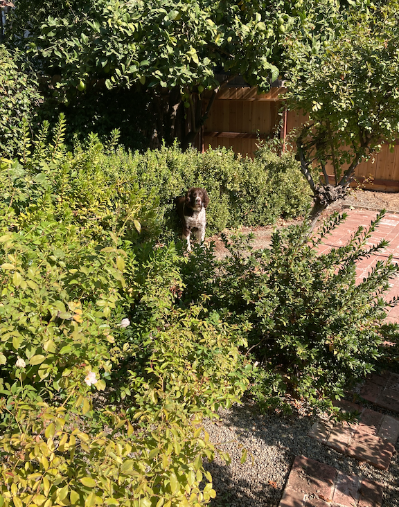 Dog in the bushes